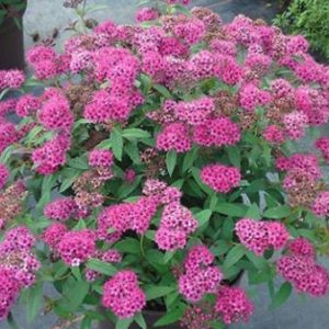 Spiraea japonica 'Neon Flash' - Vrtnarstvo Breskvar