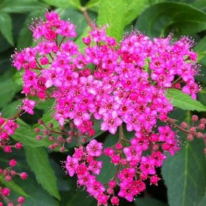 Spiraea japonica 'Neon Flash' - Vrtnarstvo Breskvar