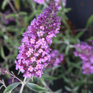 Buddleja davidii 'Sophie' - Vrtnarstvo Breskvar