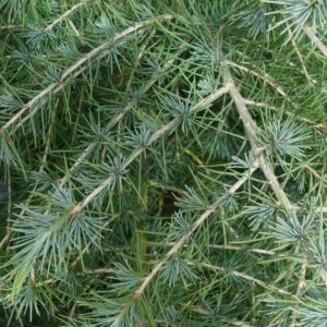 Cedrus deodara - Vrtnarstvo Breskvar