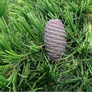 Cedrus deodara - Vrtnarstvo Breskvar