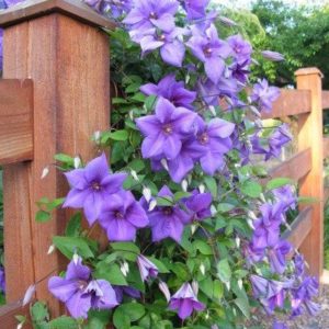 Clematis 'Semu' - Vrtnarstvo Breskvar