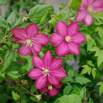 Clematis texensis 'Ville de Lyon' - Vrtnarstvo Breskvar Clematis texensis 'Ville de Lyon' - Vrtnarstvo Breskvar