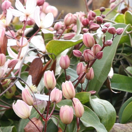 Clematis armandi 'Apple blossom' - Vrtnarstvo Breskvarapple Clematis armandi 'Apple blossom' - Vrtnarstvo Breskvarapple