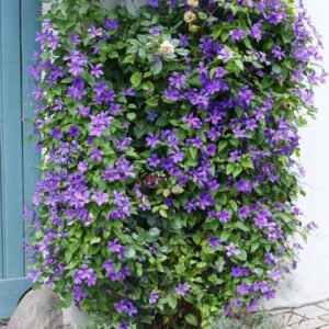 Clematis 'Semu' - Vrtnarstvo Breskvar