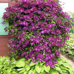 Clematis 'Warszawska Nike' - Vrtnarstvo Breskvar