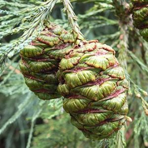 Sequoiadendron giganteum - Vrtnarstvo Breskvar