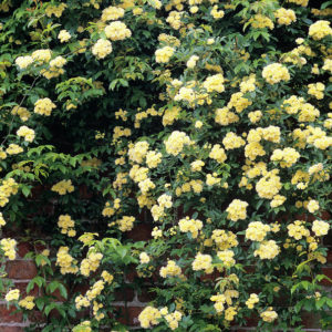 Rosa banksiae 'Lutea' - Vrtnarstvo Breskvar
