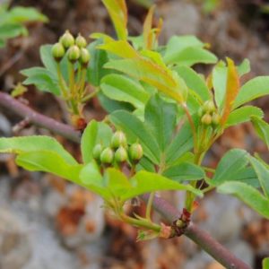 Rosa banksiae 'Lutea' - Vrtnarstvo Breskvar