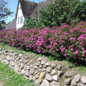Spiraea japonica 'Neon Flash' - Vrtnarstvo Breskvar